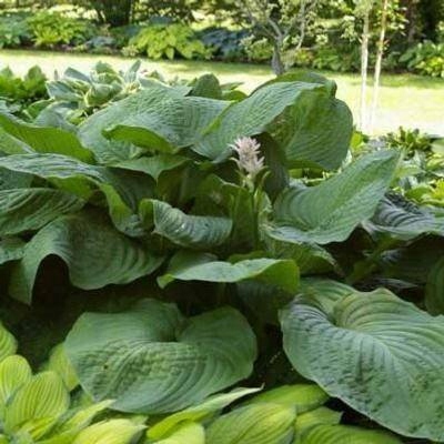 Funkia ogrodowa 'Lakeside Maverick' Hosta