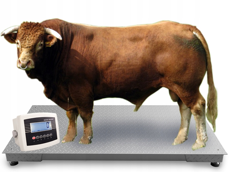 Waga Inwentażowa do ważenia bydła krowy byka 120x220cm platformowa