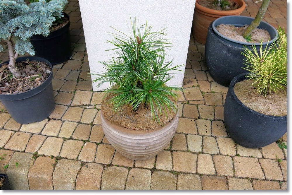 Pinus koraiensis 'Jack Corbit' - kapitalna !!!