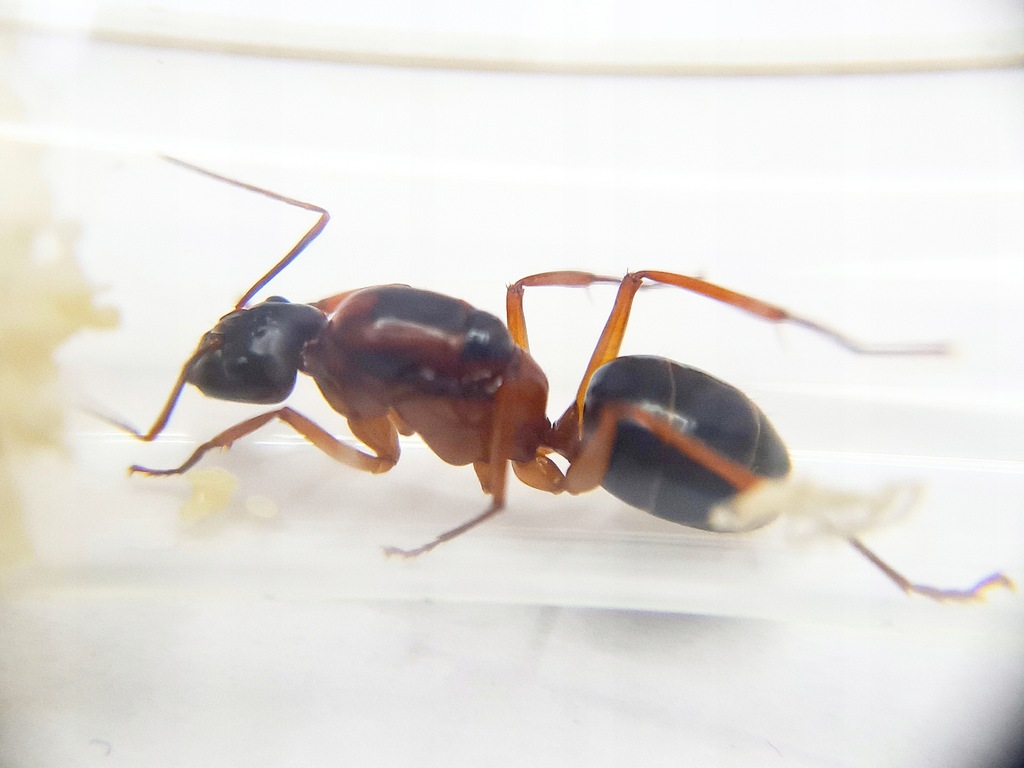 Camponotus festinus Królowa+1-4 w. Kolonia Mrówek