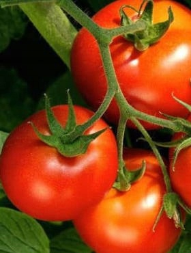 Pomidor szklarniowy PEDRO F1 0,1g