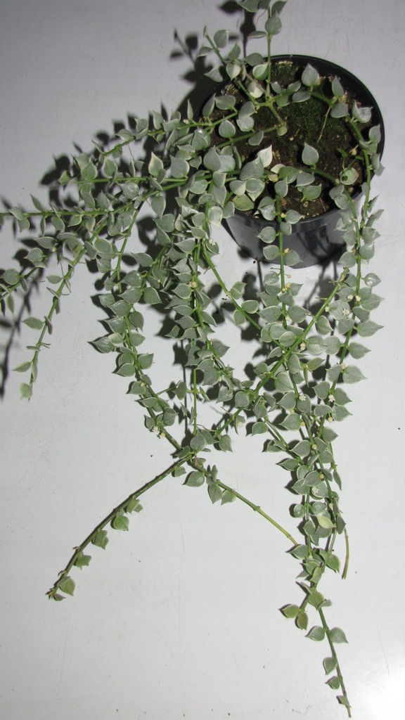 dischidia ruscifolia variegata-