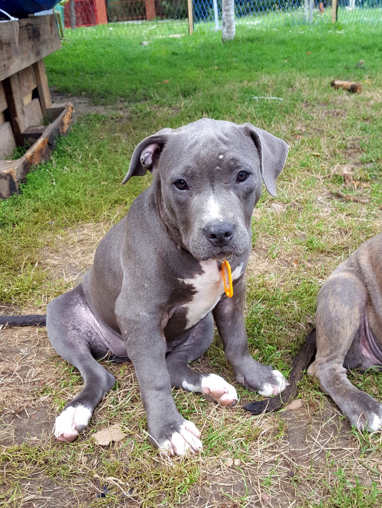 American Bully Welpen Amstaff Blueline Kaufen American Pitbull