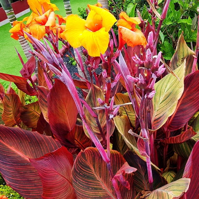 Купить КАННА КАННА ТРОПИКАНА HUGE LEAVES 1 шт + в подарок: отзывы, фото, характеристики в интерне-магазине Aredi.ru