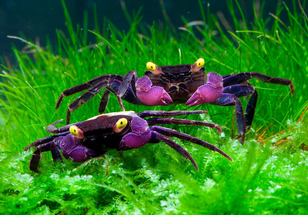 Krab Wampir MINI KRAB Geosesarma vampire