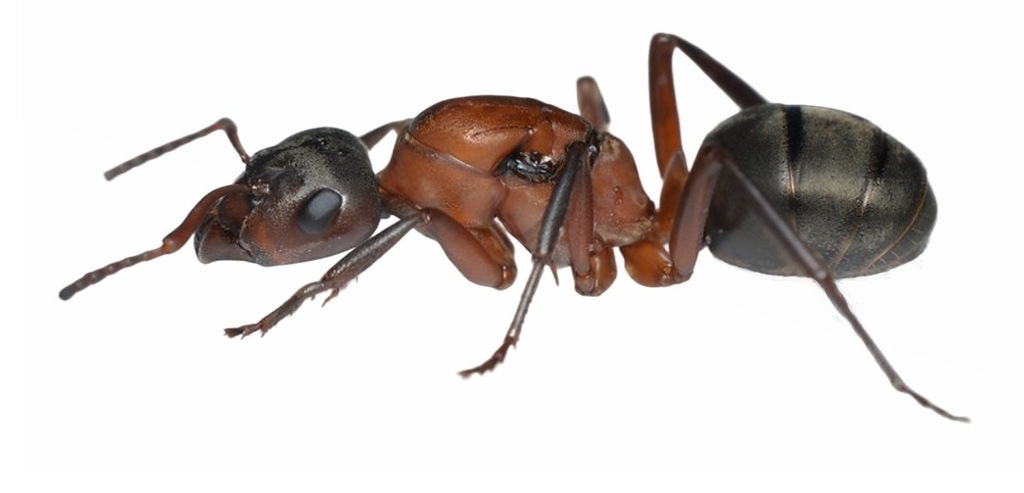 Mrówki Formica sanguinea Q + 1-4 robotnice