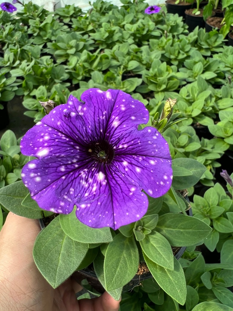 Petunia surfinia fioletowa nakrapiana ładna sadzonka Night Sky