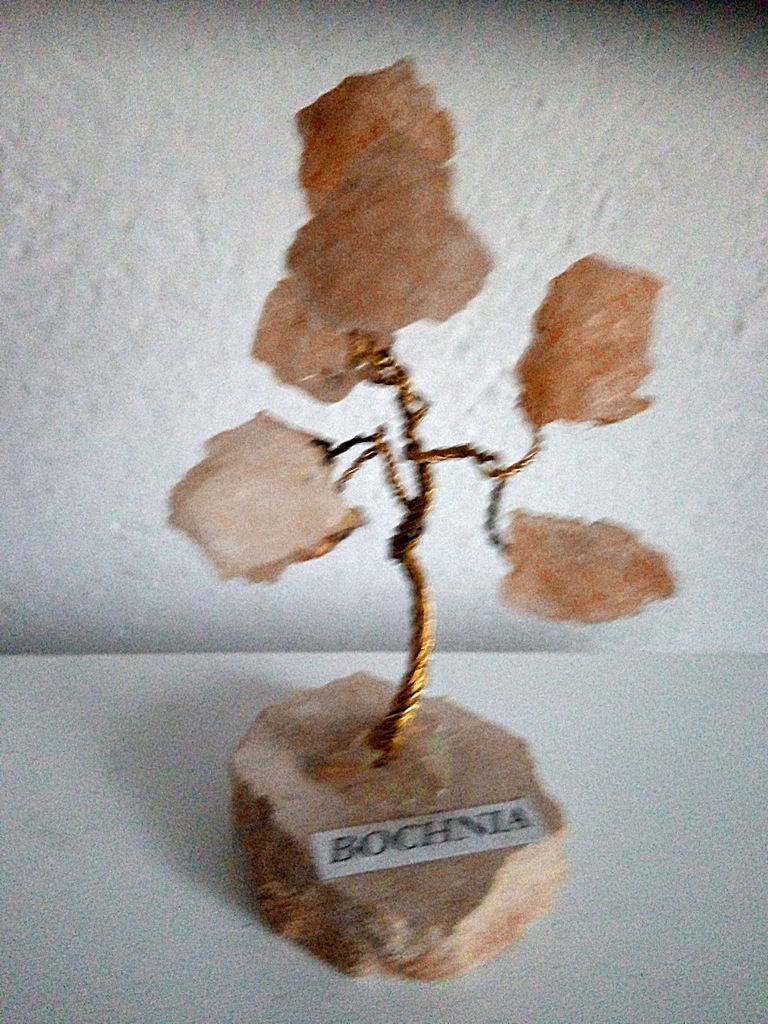 DRZEWKO SZCZĘŚCIA SOLNE Z BOCHNI