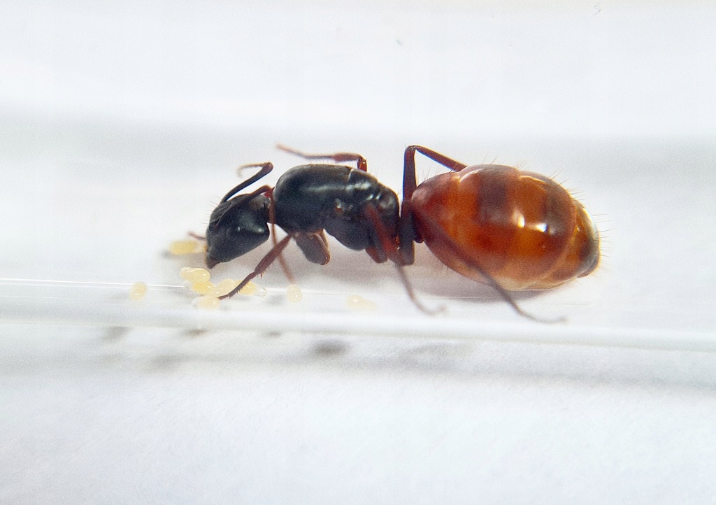 Camponotus CA02 Królowa do Hodowli w Formikarium