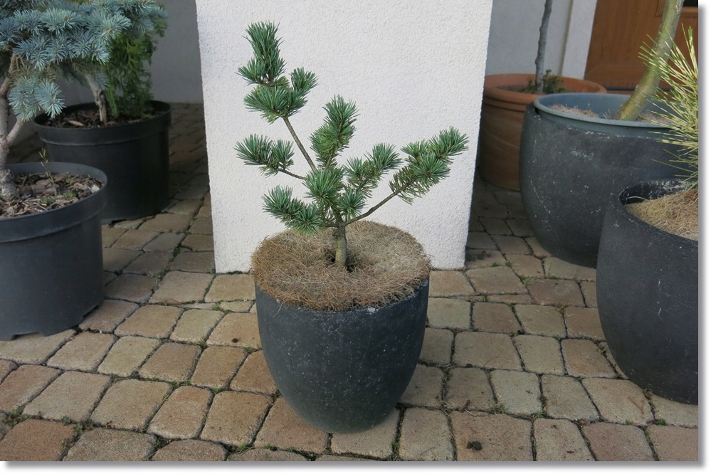 Pinus parviflora 'Kobe'- Unikat !!!