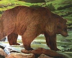 Tarcza z wizerunkiem zwierząt - niedźwiedź 5szt