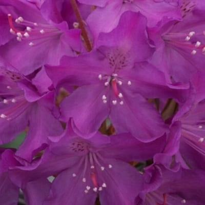 acm RHODODENDRON KRÓLEWSKI BOLESŁAW CHROBRY FIOLET