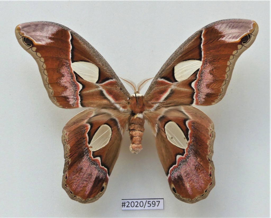 Motyl Rothschildia lebeau 106mm samiec .