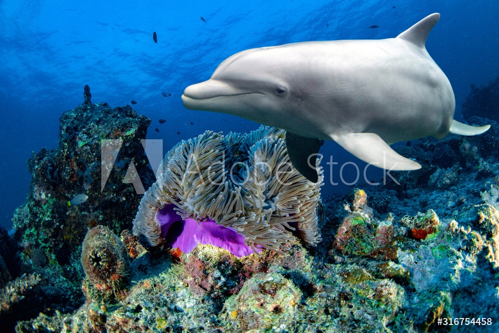 SZKŁO HARTOWANE Dowolny Nadruk UV 3D Ocean Delfiny