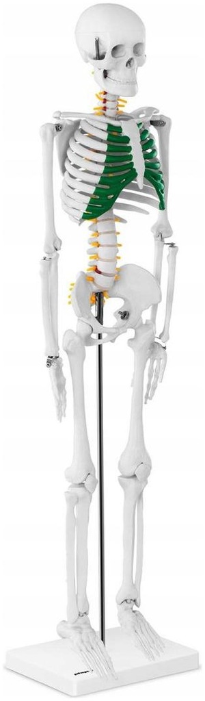 Szkielet - model anatomiczny 85cm PHYSA 10040243 - do nauki anatomii