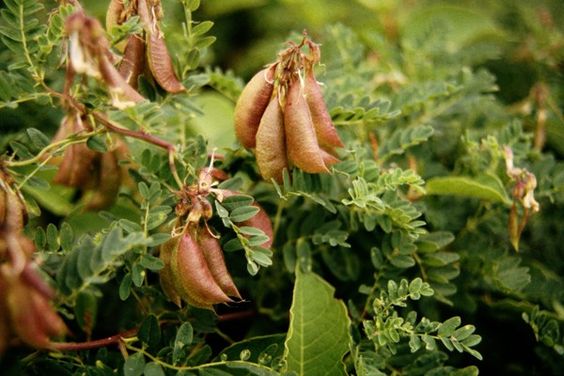 Traganek mongolski, Astragalus [sadzonka]