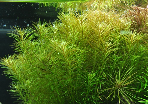 Rotala boshi nanjenshan - pierzasta piękność