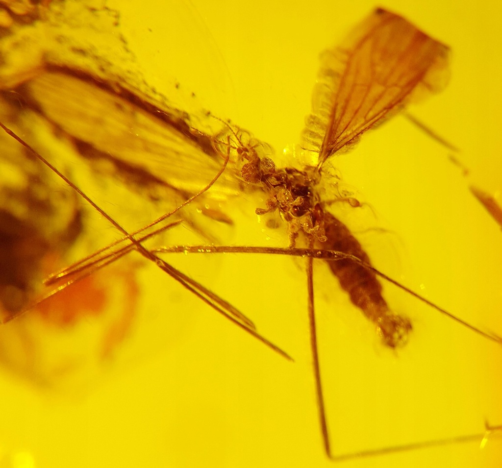 INKLUZJA mucha KOMARNICA owad w BURSZTYNIE bryłka