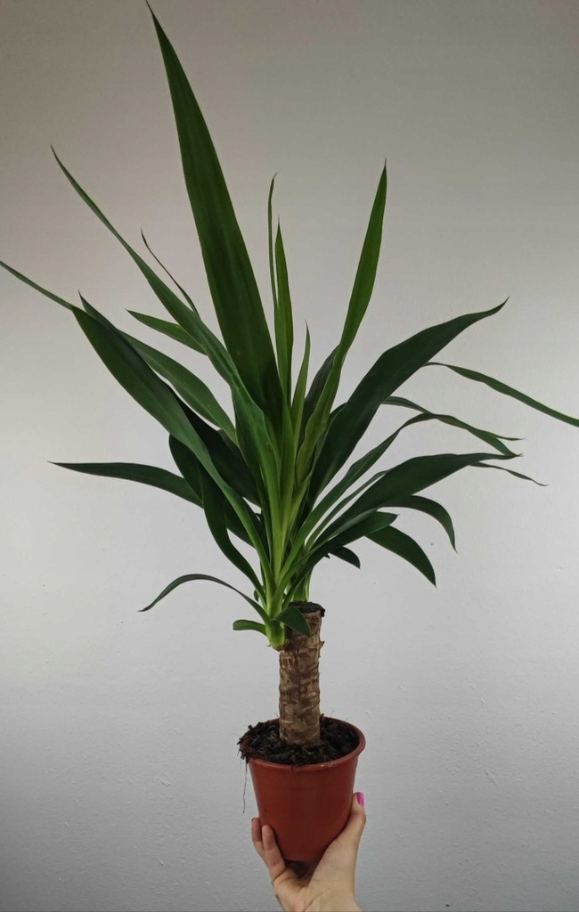 Juka Gwatemalska Yucca elephantipes 55-60 cm