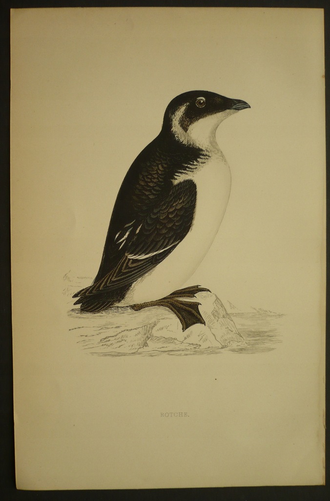 traczyk lodowy, oryg. 1865 + akw