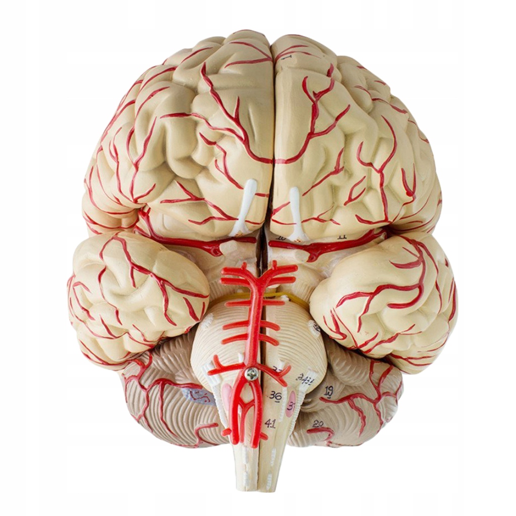 Model anatomii mózgu Profesjonalne narzędzie do