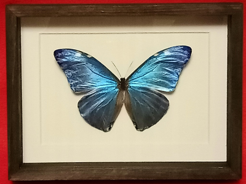 Motyl w ramce 20 x 15 cm. Morpho adonis 120 mm .