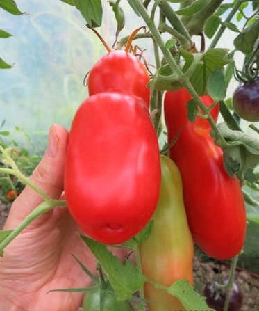 Nasiona Pomidora AURIJA, FIUTEK - 10 szt.