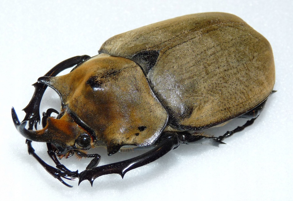 Chrząszcz Megasoma elephas samiec +75mm.