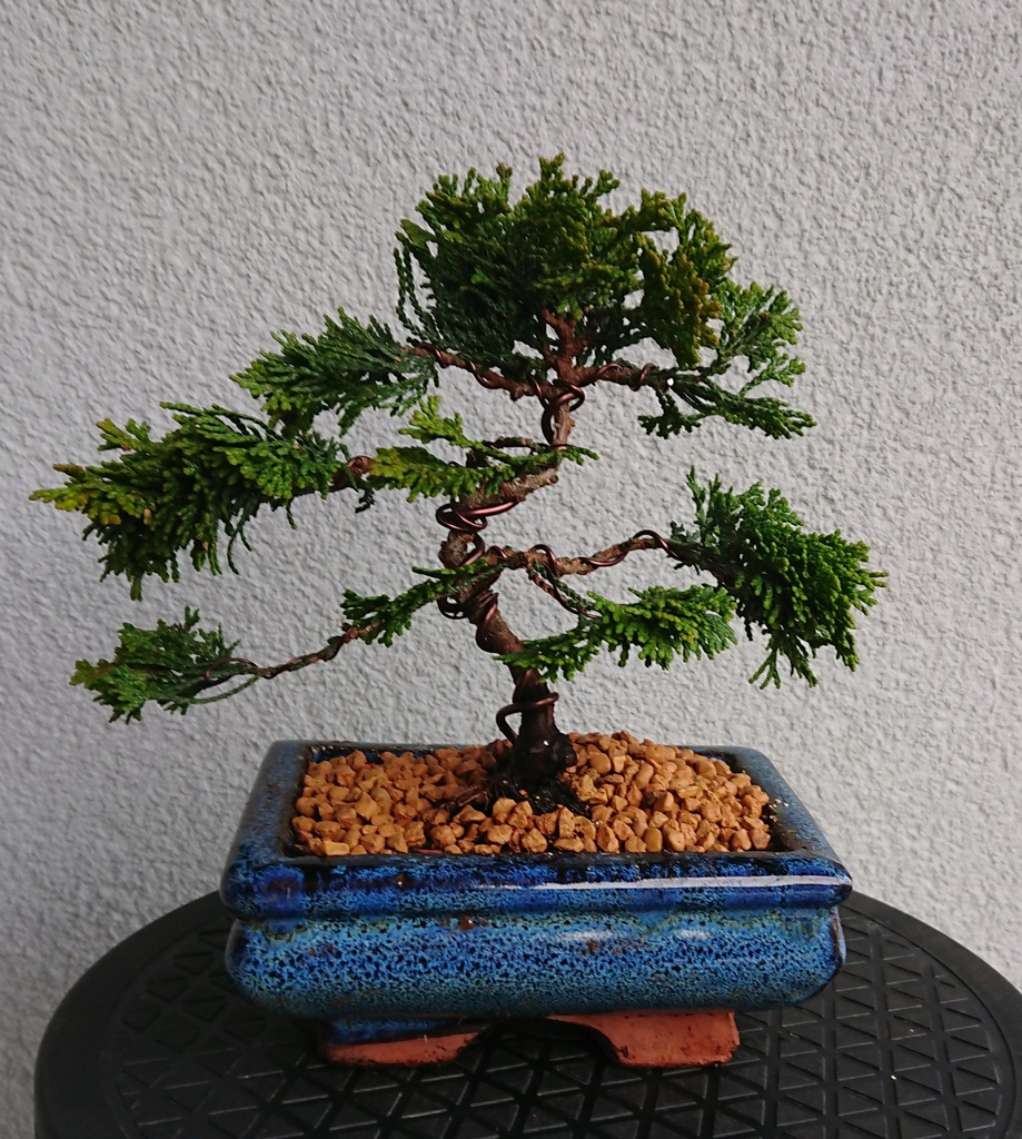 Drzewko bonsai cyprys japoński