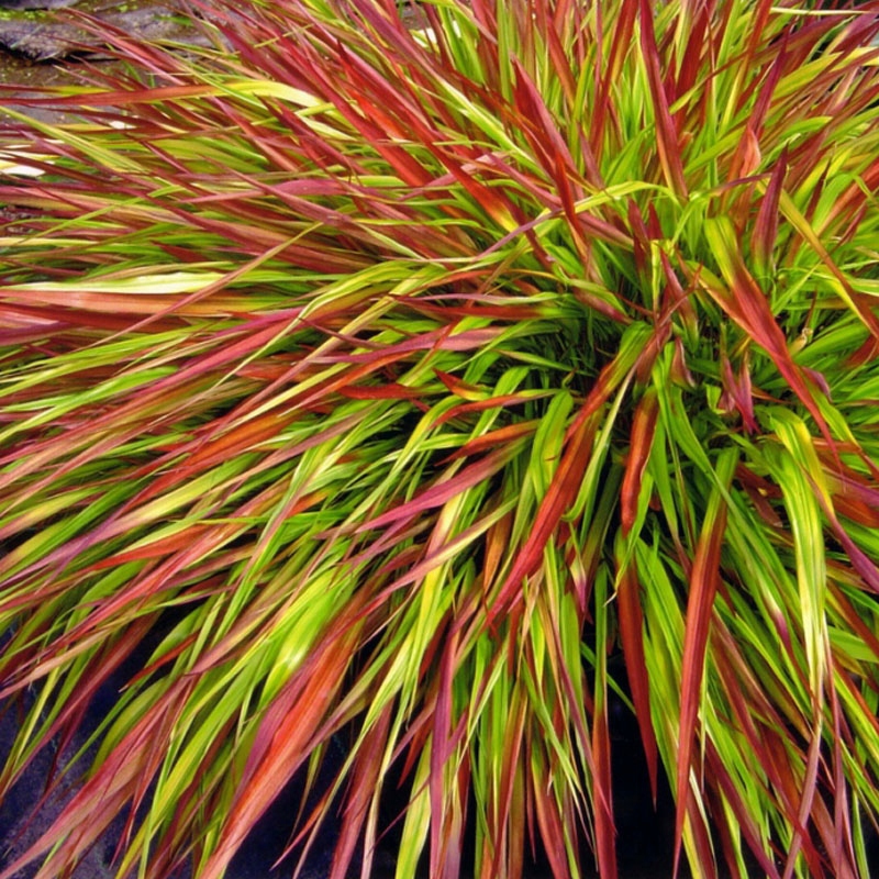 HAKONECHLOA - BENI KAZE TRAWA BAMBUS - SADZONKA