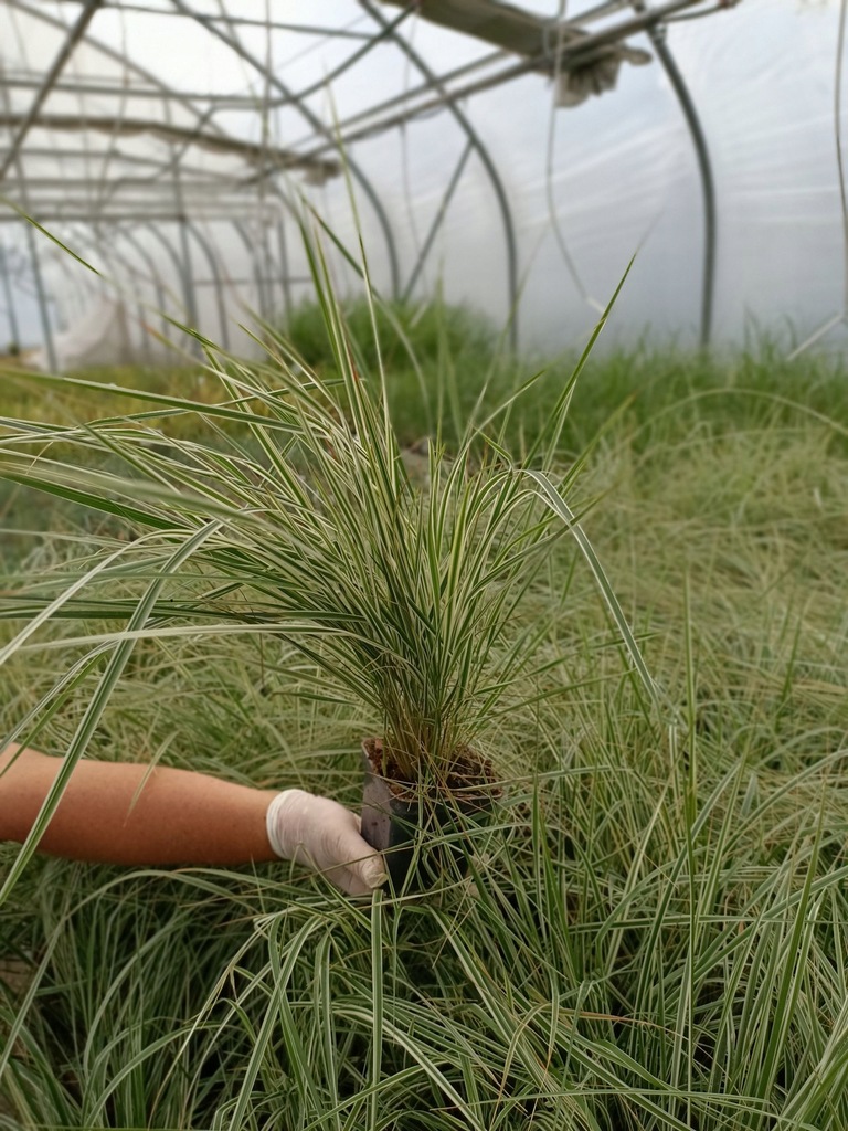 TRZCINNIK OSTROKWIATOWY 'OVERDAM' P9 trawa