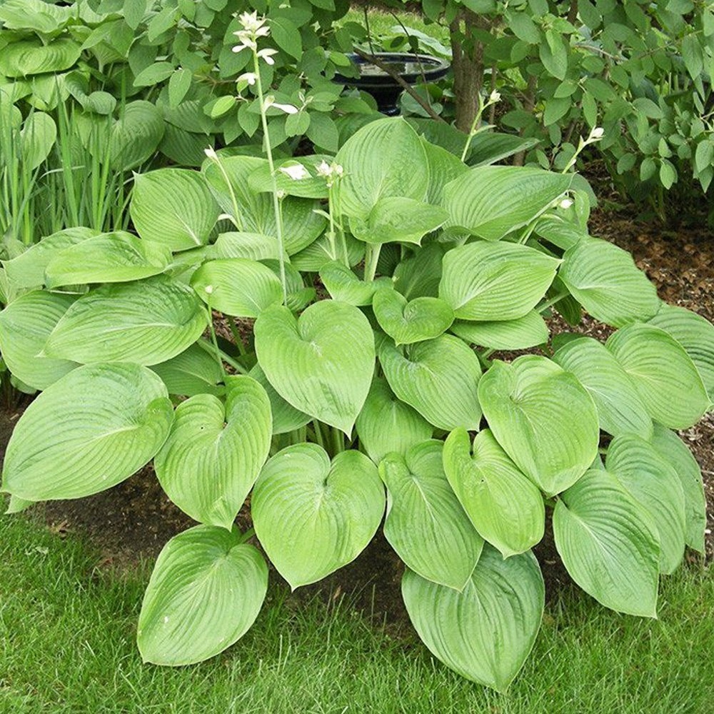 Funkia Hosta sadzonki funkie hosty T-Rex 1 szt