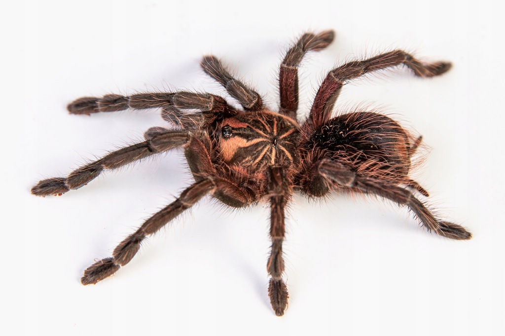 Pamphobeteus sp.machala 3DC samiec (Papa-spiders)