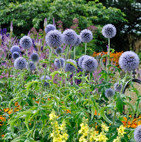 Przegorzan Banacki Echinops Taplow Blue MROZOODPORNY Sadzonki 0,6 L
