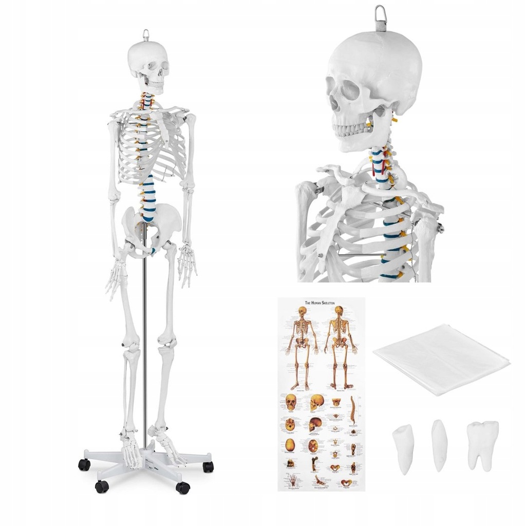 Model anatomiczny szkieletu człowieka 176 cm + Pla
