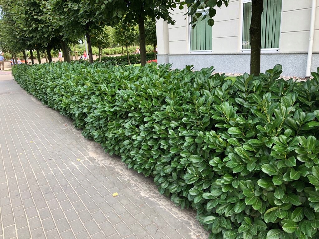 Laurowiśnia WSCHODNIA NOVITA sadzonki NA ŻYWOPŁOT