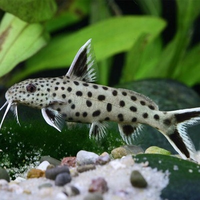 SUMIK SUM SYNODONTIS PETRICOLA RARYTAS EKH WAWA