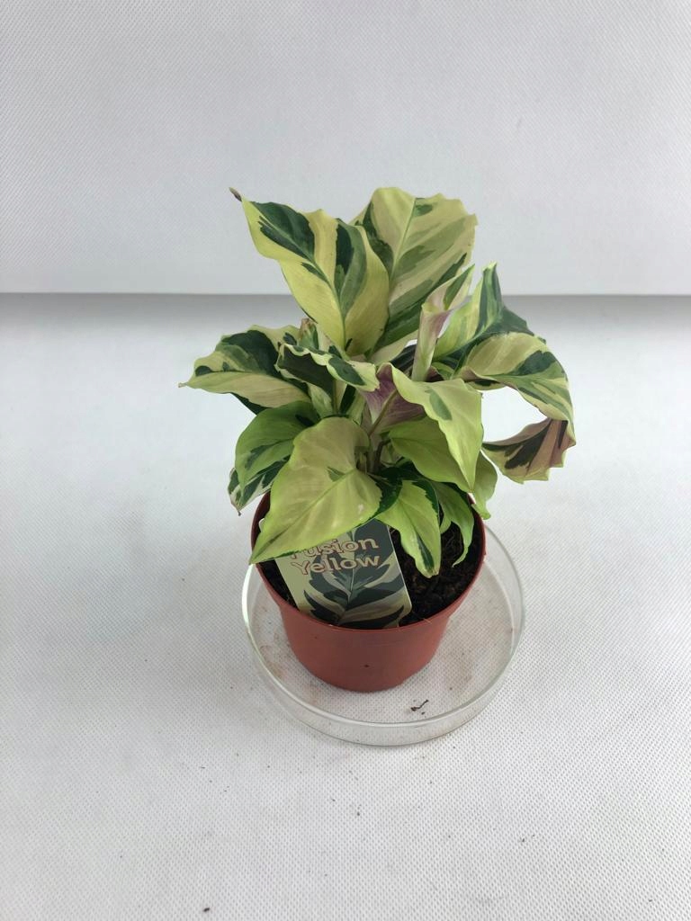 Calathea Fusion Yellow