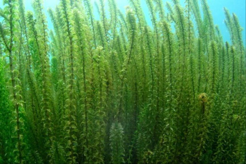 элодея канадская в аквариуме. Arthrospira водоросли. синезеленные водоросли. нейстонные водоросли. водоросли пресных.