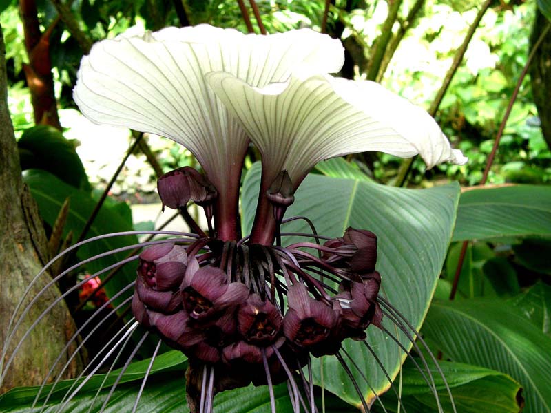 Biały nietoperz kwiat Tacca Integrifolia Nivea.