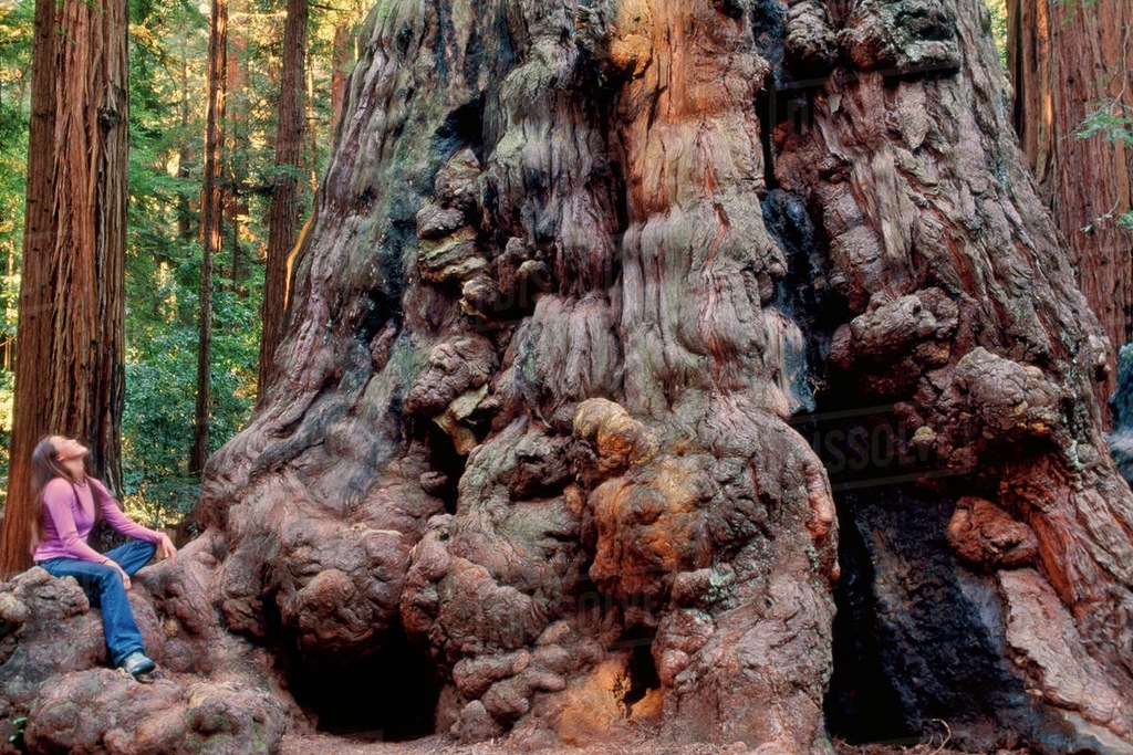 SEKWOJA WIECZNIEZIELONA SEQUOIA SEMPERVIRENS USA 8026693350 oficjalne archiwum Allegro