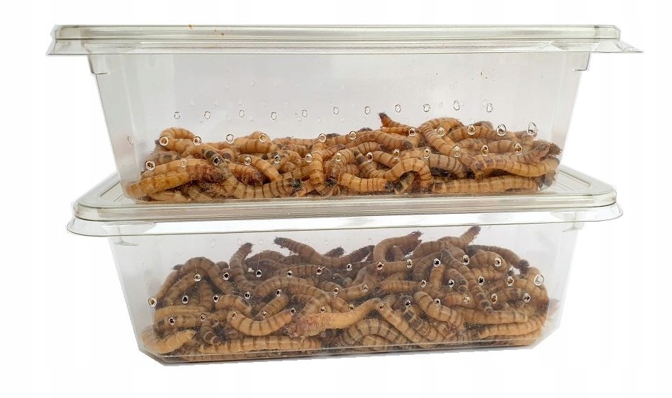 DREWNOJADY - PACZKA 100ml