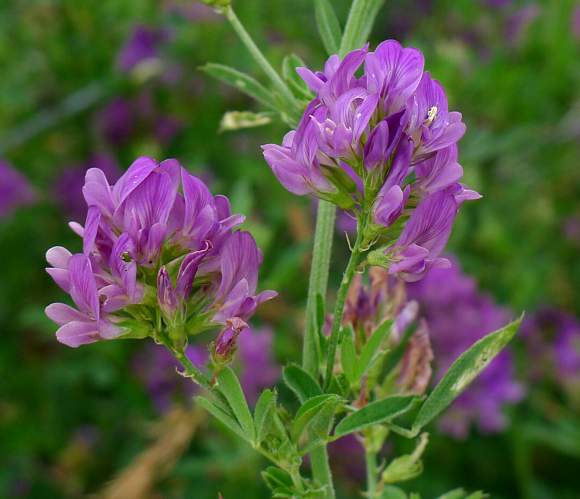 Lucerna siewna poplon 0,5kg Agronas