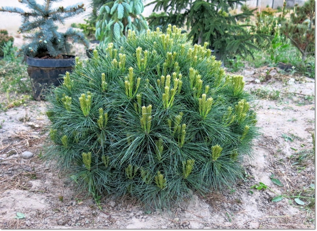 Pinus strobus Horsford -wspaniała !!!
