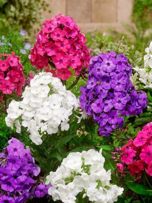 Floks wiechowaty, Phlox paniculata, zapach