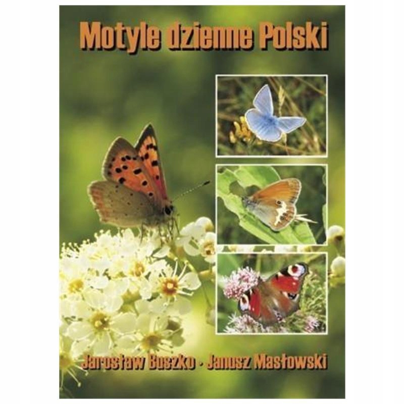 Motyle dzienne Polski TW