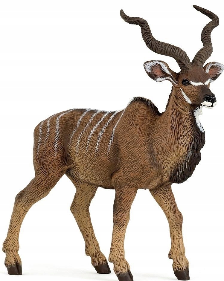 ANTYLOPA KUDU WIELKA, PAPO