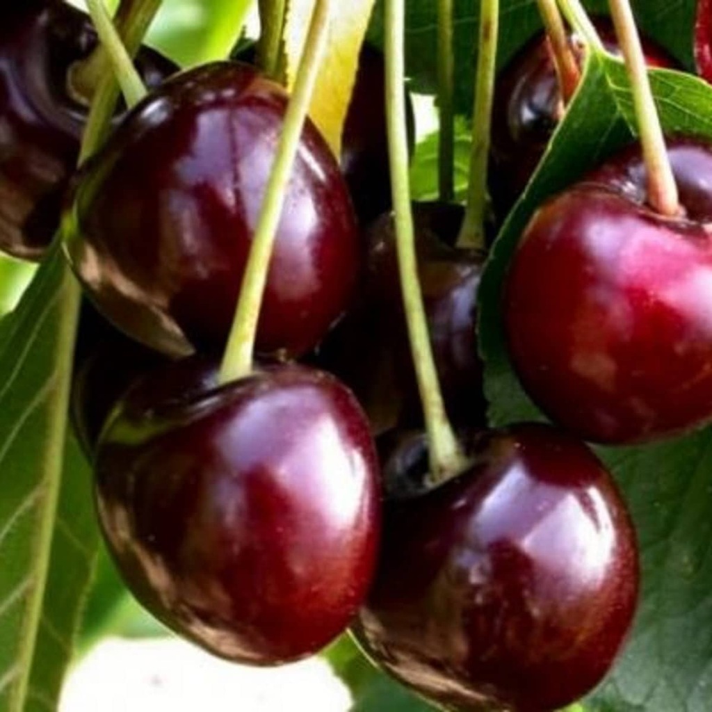 Купить Вишня встретит БОЛЬШИЕ СЛАДКИЕ ПЛОДЫ - саженец: отзывы, фото и ...