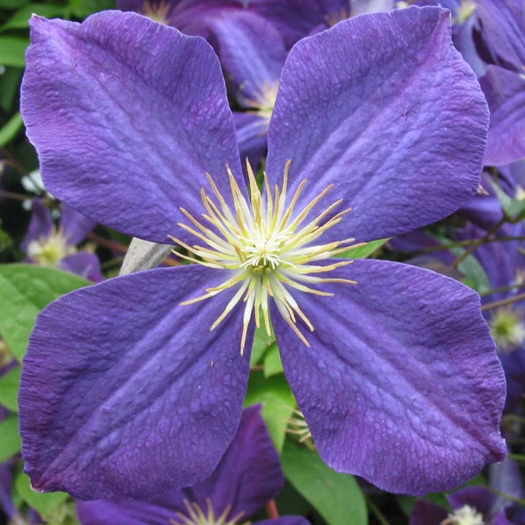 Powojnik Clematis wielkokwiatowy Jackmanii OUTLET