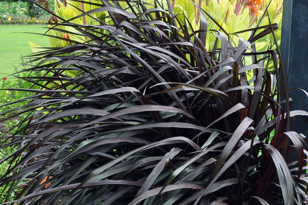 Bardzo Szybko Rosnąca Roślina Tropikalna Trawa Vertigo czarna szybko rosnąca Pennisetum - 7941121410 - oficjalne